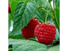 ������ �������� �����.jpg