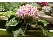 ������ ����.jpg