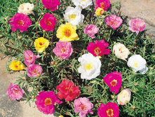 ��������,  ����������,(��) 6,50 ���.[���.3003089]