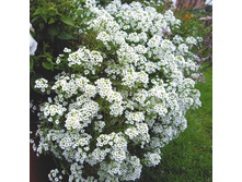 ������� ����� ,(��) 7,00 ���.  [���.3001621]