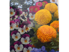 ����� ������ ��� ��������� ���� ������ ,(��) 14,00 ���.[���.3004476]