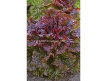 ����� ����� ����.����,(��)6,00 ���. [���.1000749]