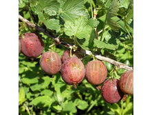 ��������� �����.jpg