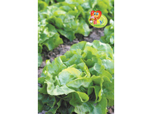 ����� ������������ �����������,(��)4,00 ���. [���.1000484]