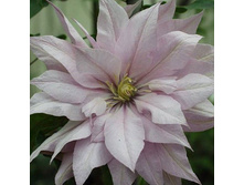 �������� ��������������� ������ ��������.jpg