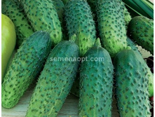 ������ �������-������ F1 ������������������ 10��,(��) 14,00 ���. [���.10000553]