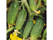 ������ ������� F1  �������������� 10��,(��)5,80 ���.