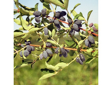 ��������� ��������� ������.jpg