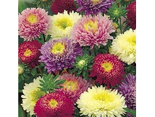 ����� ������� �������,(��)7,00 ���. [���.3003074]