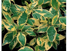 ����� ����� �����*