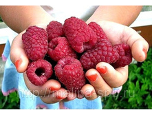 ������ �����