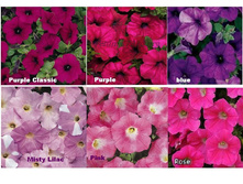 ������� �������.F1 ���� � ��������.(�����)54,50 ���.