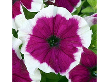 ������� F1 ��������������� ������� ,(��) 15,00 ���.[���.3003647]