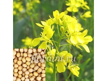 ������� ������� ����� ���������(25��/�)  1�� -45,00���.webp