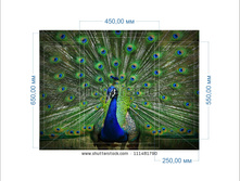 pavlin ������.jpg