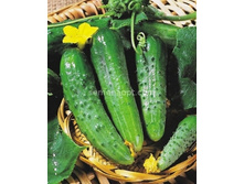 ������ ������ F1 ����77  10��,(��) 8,50 ���. [���.10000178]