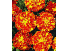 �������� ������ ����������� �������.,(��)7,50 ���. [���.3001596]