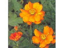 �������� ��������� ��������� ���� ����.,(��) 6,50 ���. [���.3003744]