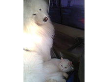 �� ���� ���� ���� � ������� ����