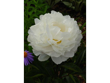 ���� ��������.jpg