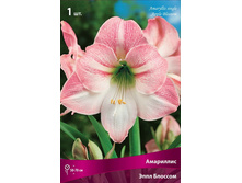 ��������� ���� �������.jpg