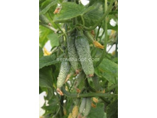 ������ ���� F1 ������������������ 5��,(��) 35,50���. [���.10000547]