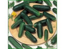 ������ ����� F1 ������������������ 8�� ,(��) 16,00 ���. [���.10000598]