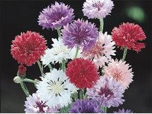 ������� ������ ����  �����.,(��)6,50 ���.[���.3003561]