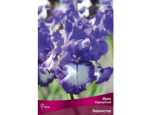 ���� ��������� ���������.jpg