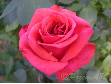 ���� �� �������.jpg