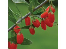 ������ ��� ���.jpg