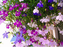 ������� ��������� ���������� ,(��) 9,00 ���.[���.3001622]