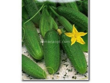 ������ ������� F1 �������������� 10��,(��)6,00 ���. [���.10000240]