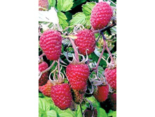 ������ ���������� ��������-130�