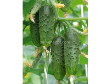 ������ �������� F1 ������������������ 10��,(��) 9,50 ���. [���.10000486]