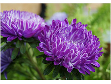 ����� ����� ���� �����,(��) 10,00 ���.[���.3004474]