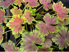 �������� �����(����������� )*