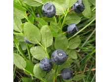 ������� ������������.jpg