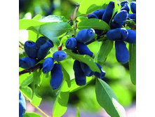 ��������� ��������� �������.jpg