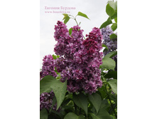 ����� ����������(�����)+