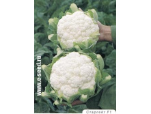 ������� ������� �������� F1 ������ 15�� (��) 30,00 ���. [���.6000184]