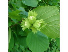 ������ ������������.jpg