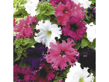 ������� ����������� F1 ������� ,(��) 22,00 ���.[���.3004118]