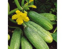 ������ �������� F1������������ 12��,(��) 4,90 ���. [���.10000180]