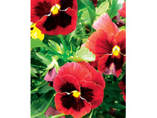 ����� ������� �������� ����������,(��) 8,50 ���.[���.3002259]