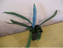 ���������� snake leaf+)+/