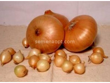 ��� �������� ���������� ����� ,(��)5,50 ���. [���.7000038]