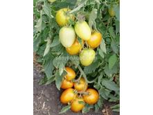 ����� ������� ������ ����������� ,(��) 5,50 ���. [���.14001119]