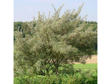 �������� ����.jpg