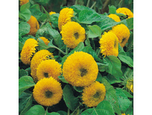 ������������ ���������� ����������,(��) 8,50 ���.[���.3002056].